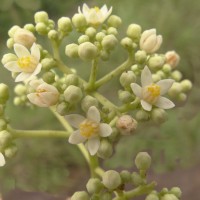 Walsura trifoliolata
